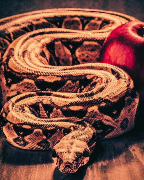 Pact with Lilith – Power, Magnetism and Transformation